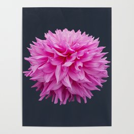 Pink Dahlia Semi Cactus Flower on Dark Blue Square Poster