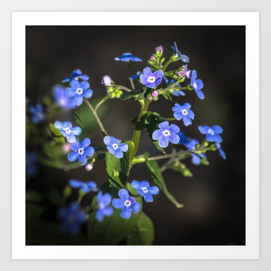 Forget-me-not Art Print