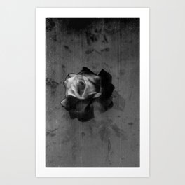Single Magical Black and White Rose - 35mm Film Photograph Art Print