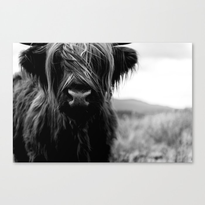Scottish highland cattle baby black and white animal photography canvas print Scottish highland cattle baby black and white animal photography canvas print