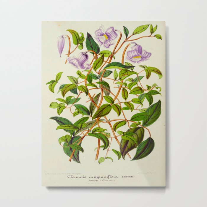 Clematis Campaniflora Vintage Botanical Floral Flower Plant Scientific Illustration Metal Print