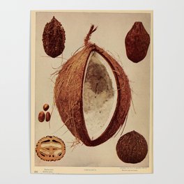 Vintage Print - Birds and Nature (1907) - Coconut Poster
