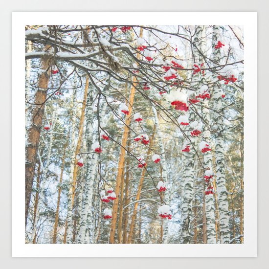 Winter Rowan and birchs Art Print