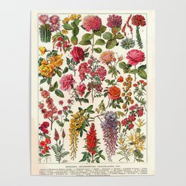 Vintage French Floral Print Poster