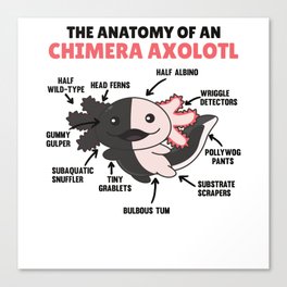 Axolotl Explanation Anatomy Of A Chimera Axolotl Canvas Print