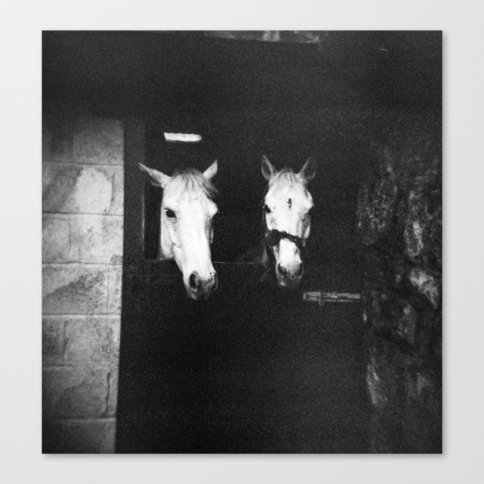 Two White Horses of Ireland in Black and White - Holga Photography Canvas Print