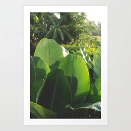 Banana Leaf/ Bali Travel Photography/ Art Print Art Print