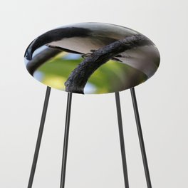 Blue-faced Honeyeater Counter Stool