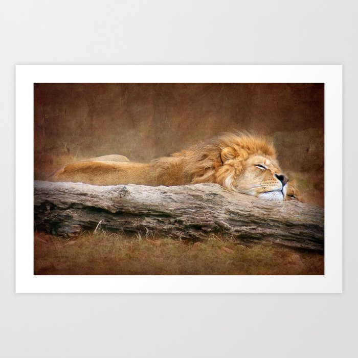 Sleeping Lion Art Print