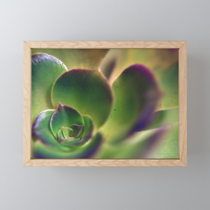 Purple Tipped Succulent Framed Mini Art Print