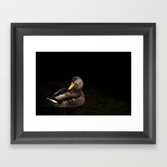 Summers Mallard Framed Art Print