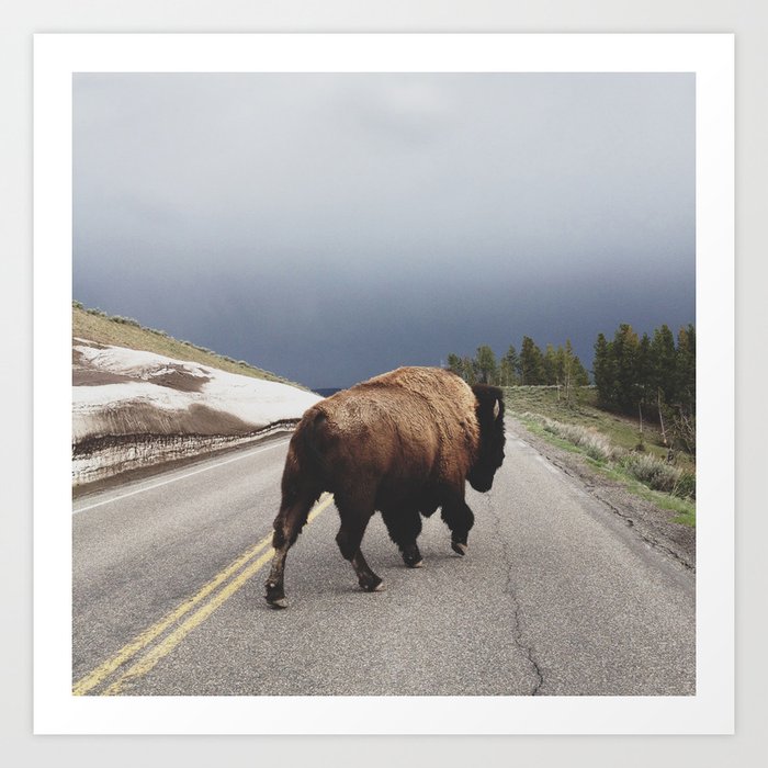 Street Walker Kunstdrucke | Fotografie, Digital, Farbe, Animals, Natur, Bison, Büffel, Wild, Wildlife, Wyoming