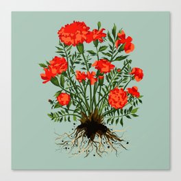 Mexican Marigold Plant Painting in Sage Green Canvas Print