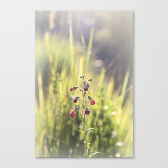 summer dream Canvas Print