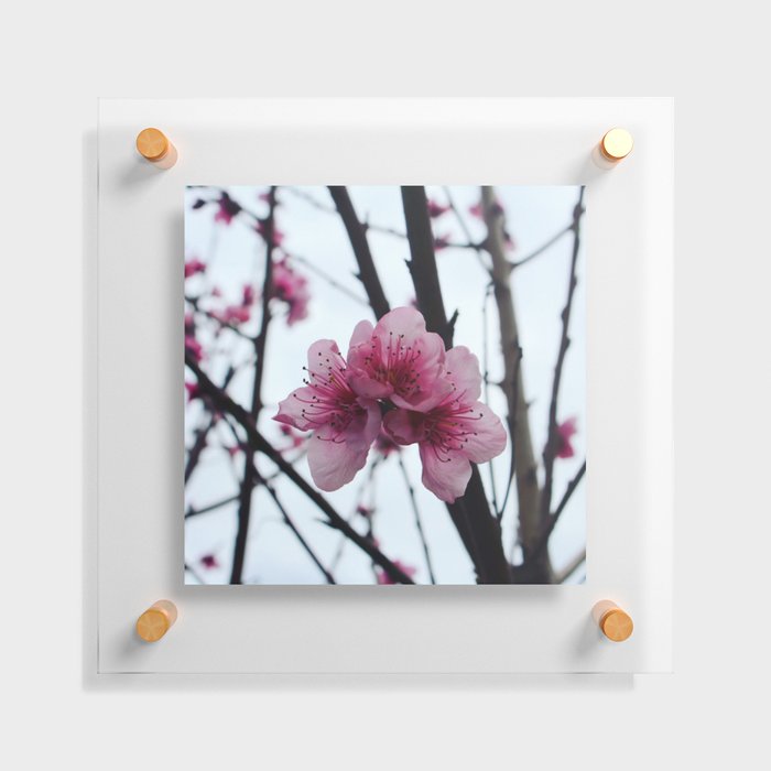 Peach Tree Flower Floating Acrylic Print
