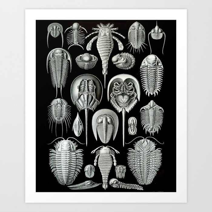 Trilobites and Fossils by Ernst Haeckel Art Print