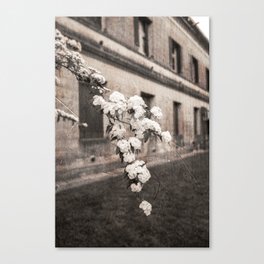 Sepia flower photography Canvas Print