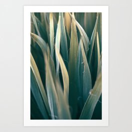 Where The Yucca Glow - Modern Nature Photograph Art Print