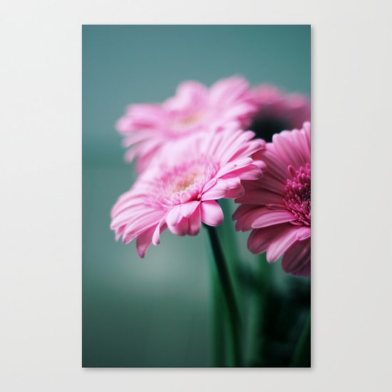 Pink Gerbera Dream°2 Canvas Print
