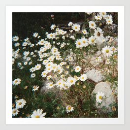 White daisies(Film camera) Art Print