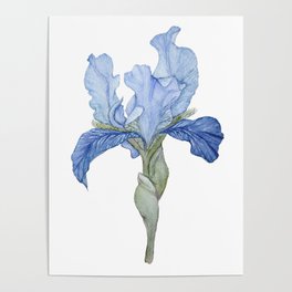 Blue Bearded Iris Poster