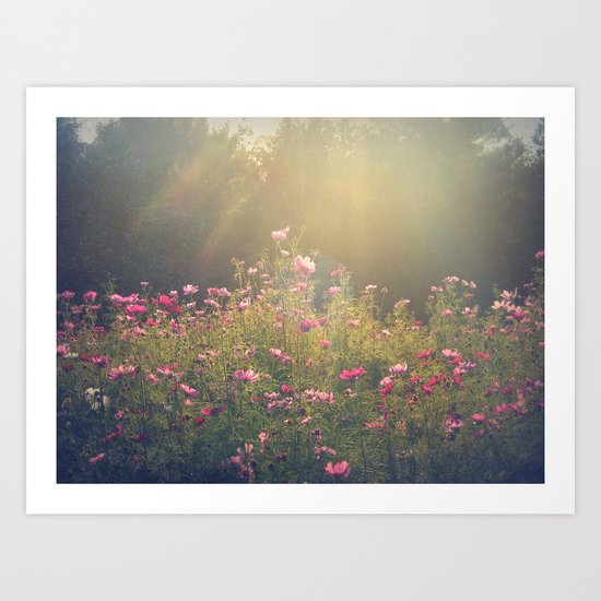 Cosmos in the Late Day Sun Art Print