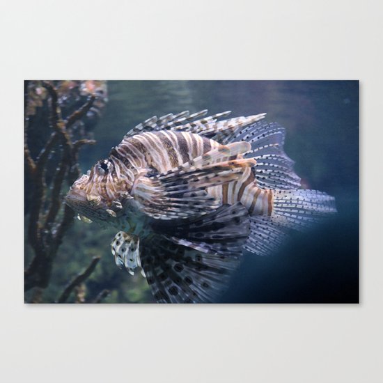 sea fish Canvas Print