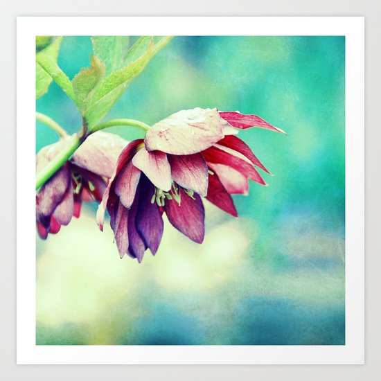 Black hellebore Art Print
