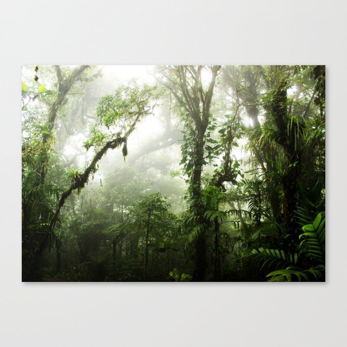 Cloud Forest Canvas Print