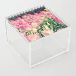Blooming pink and yellow tulips.  Acrylic Box
