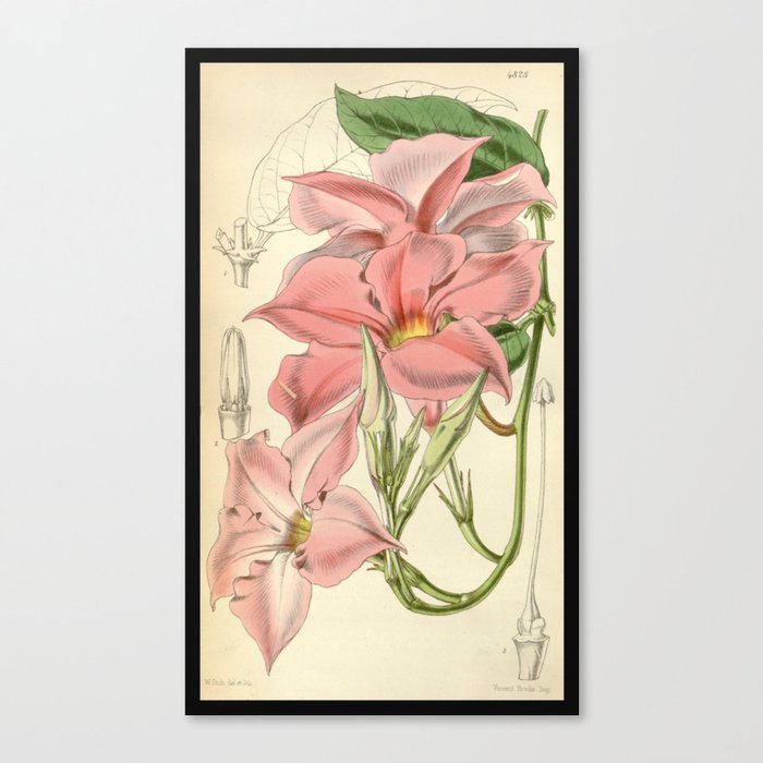 Sweet Botanical Canvas Print