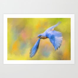 Bluebird Spring Flight Art Print