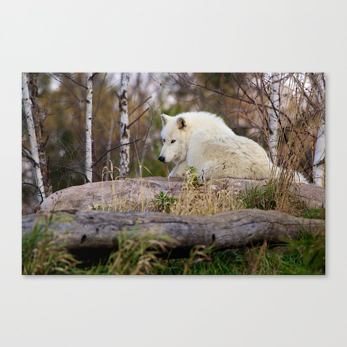 Arctic Wolf Caught Napping Canvas Print