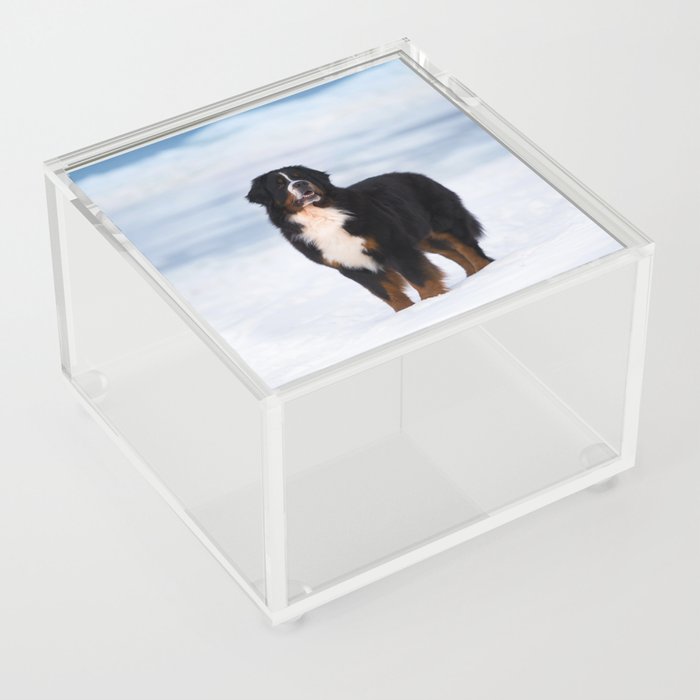 Bernese Mountain dog Wall art Acrylic Box