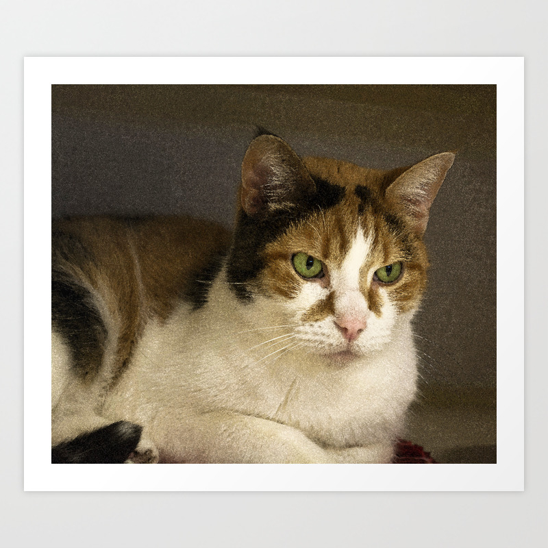 buy calico