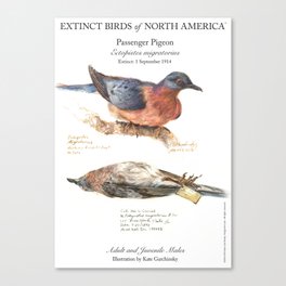Extinct Birds: Passenger Pigeon Canvas Print