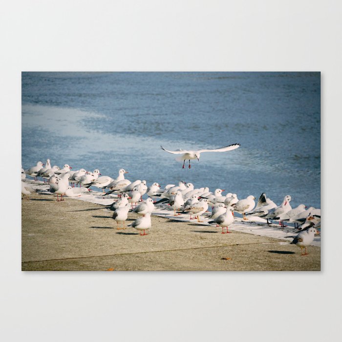 Seagulls | Coastal Birds Nature Photography  Canvas Print