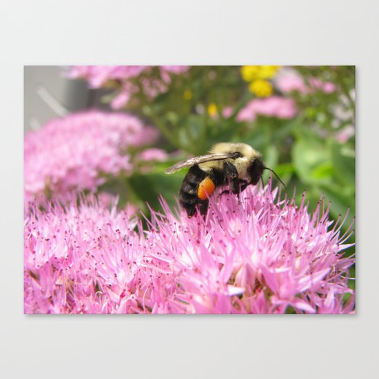 Let Me Bee Canvas Print