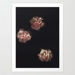 The Carnation Collection #3 Art Print