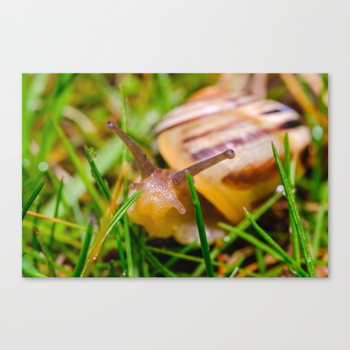 Happy Snail Wandering Through the Grass Photograph. Canvas Print