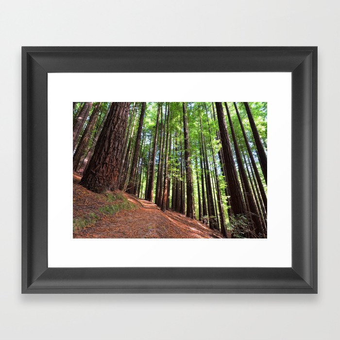 Sequoias in Cabezon de la Sal, Spain. Framed Art Print