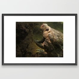 One Hungry Snapping Turtle Framed Art Print