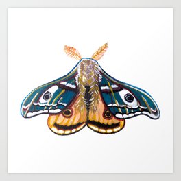 Blue Yellow Moth- Insect  Art Print