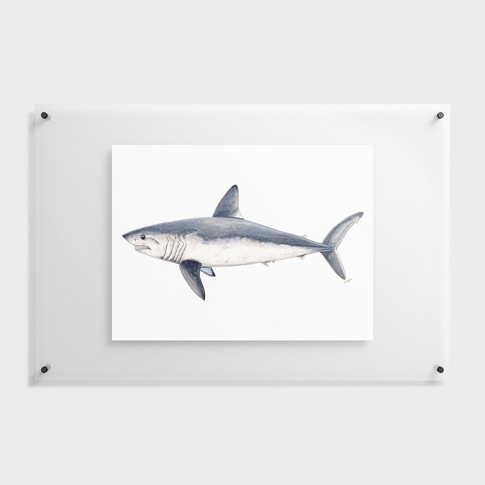 Porbeagle shark (Lamna nasus) Floating Acrylic Print