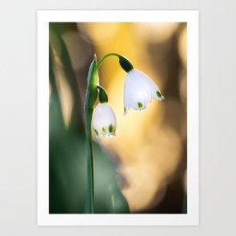 Bellflowers Art Print