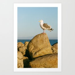 California Nature | Seagull | Film Photography Art Print
