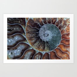 Spiral Ammonite Fossil Art Print