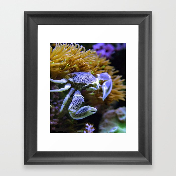 fish Framed Art Print