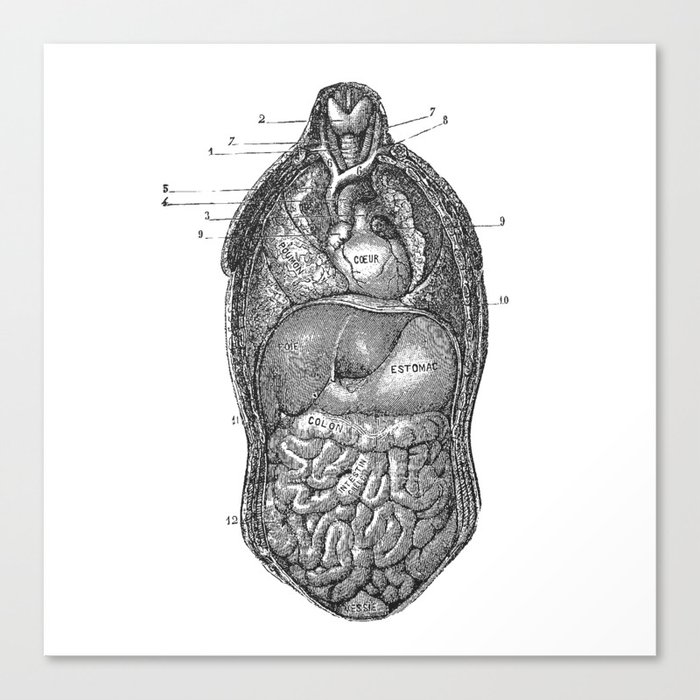Human Torso Anatomy Study Canvas Print By Luminariumgraphics Society6