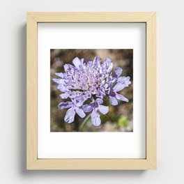 Butterfly Blue Flower in the Sun | Pyrenees | Spain Recessed Framed Print